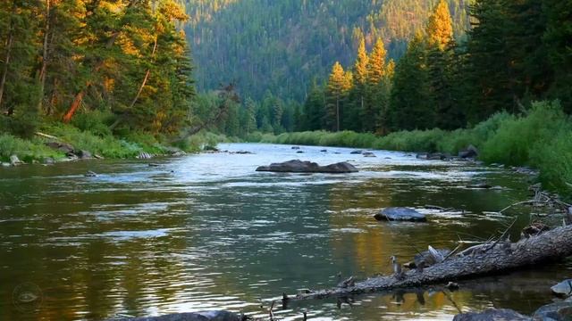 4K Бэккантри в Монтане Звуки лесной реки