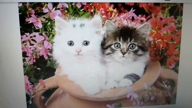 Нитка в ушке иголки