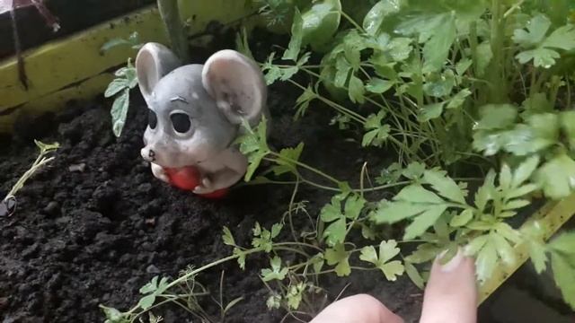 What grows in my mini garden on the balcony.Что растёт на моём мини огороде на балконе .