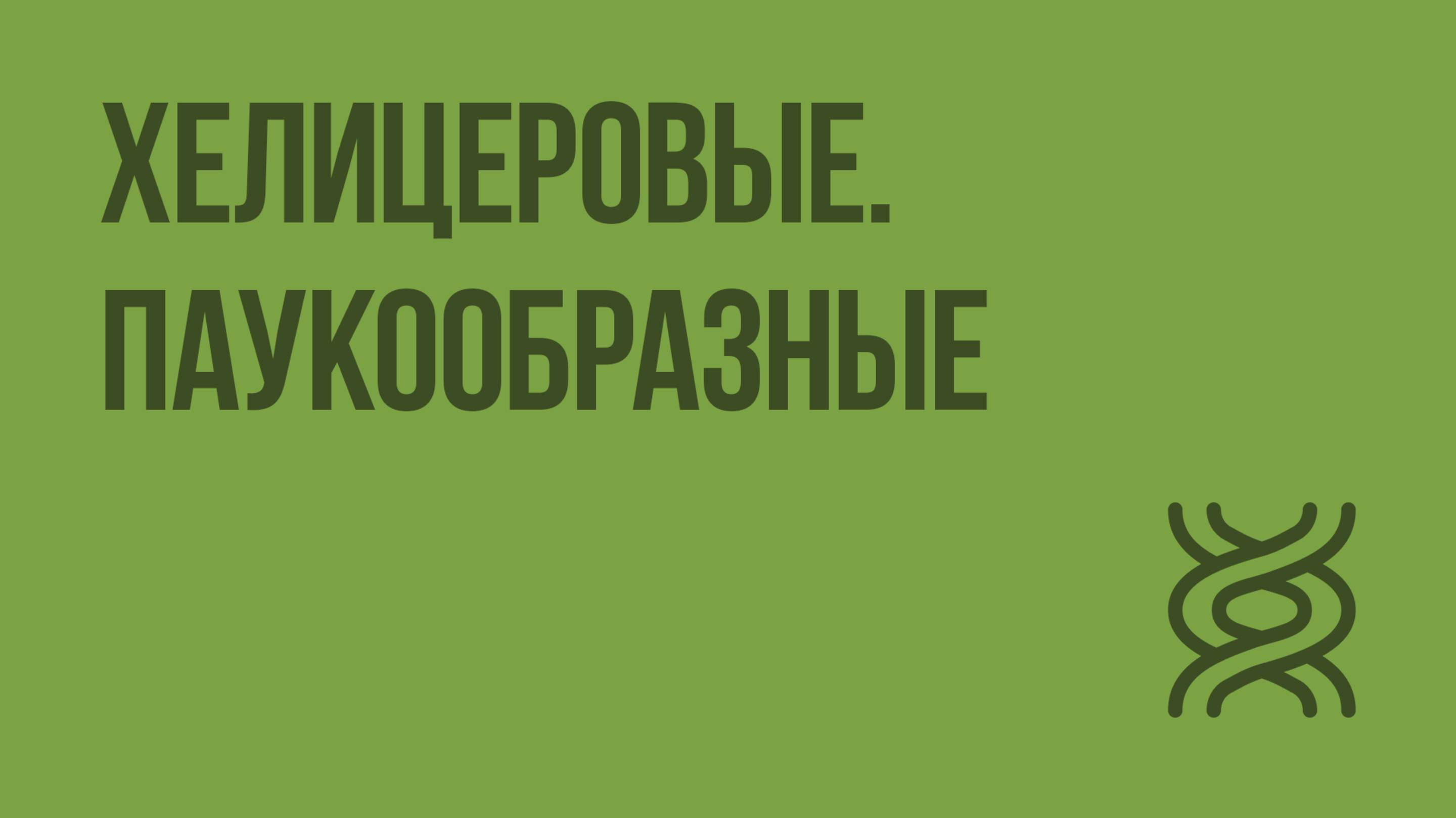 Хелицеровые. Паукообразные. Видеоурок по биологии 7 класс