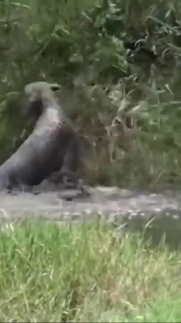 jaguar tries to escape from crocodile#shorts