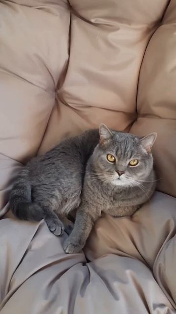 Все животные в 1 видео. 🐶🐱🐱🦜 #кот #коты #собака #попугай #животные #cat #dog #cats #parrot #animals