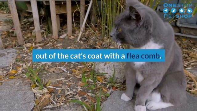 The Most Common Cat Diseases A - Z [Must Watch for Cat Owners] I Onestop-Petshop