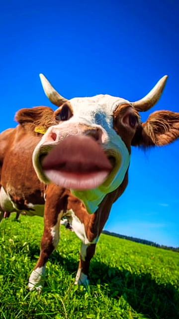 #sheep #cowvideos #cowcows #cuteanimals #funny #cow