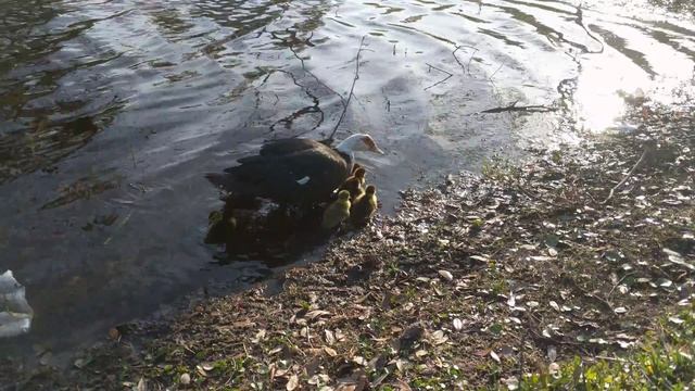 Look at these wholesome ass ducklings in 4K