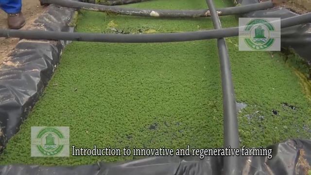NO FEED COST  intergrated farming model in Zimbabwe.