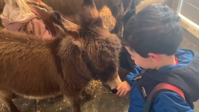 NEW FARM ANIMALS: Miniature Donkeys and a Haflinger
