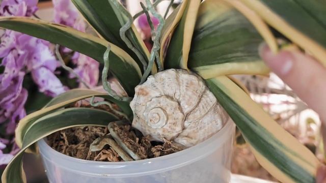 Обзор на орхидею Phalaenopsis Chia E Yenlin variegata / СЕКРЕТЫ УХОДА.