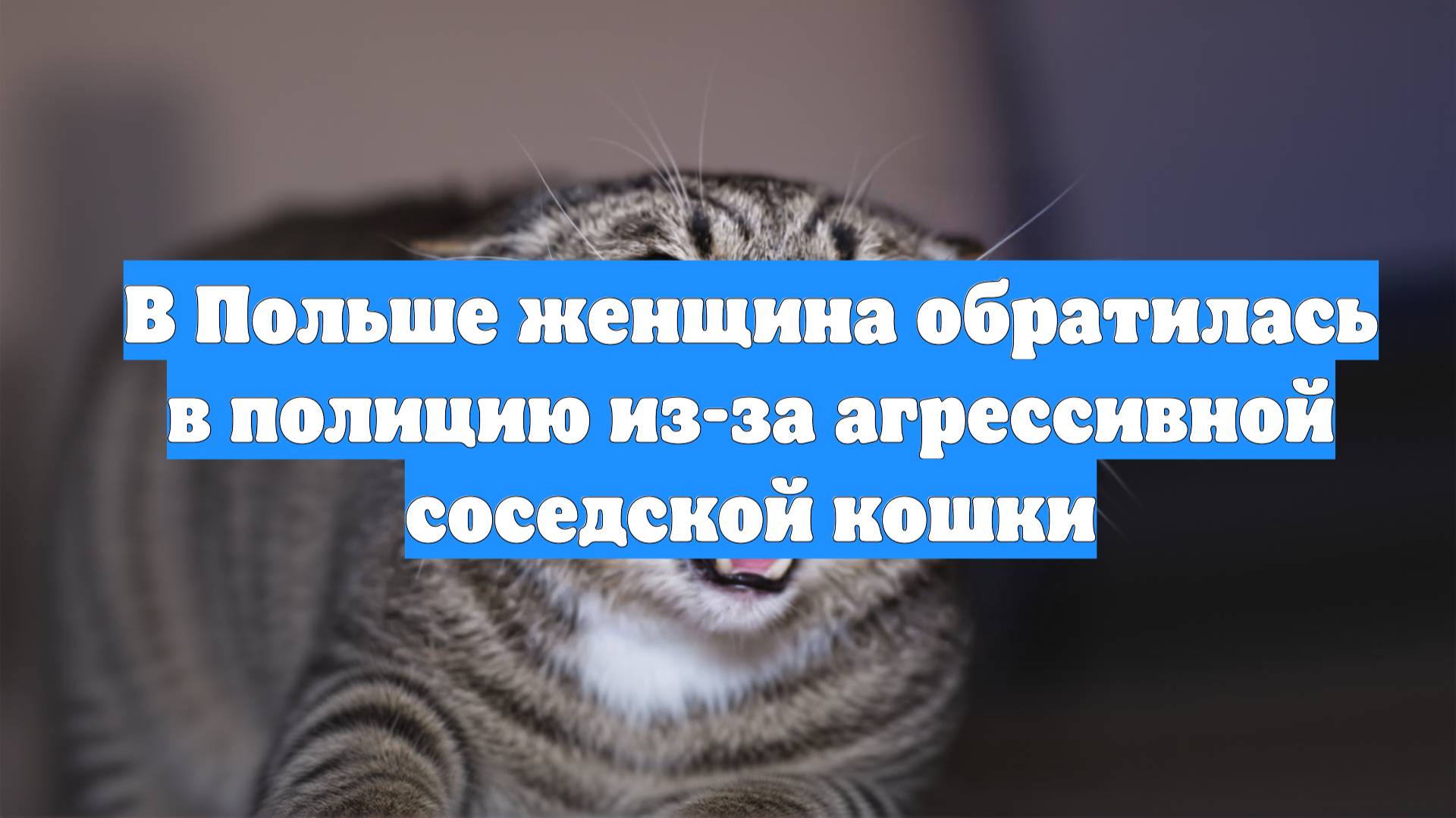 В Польше женщина обратилась в полицию из-за агрессивной соседской кошки