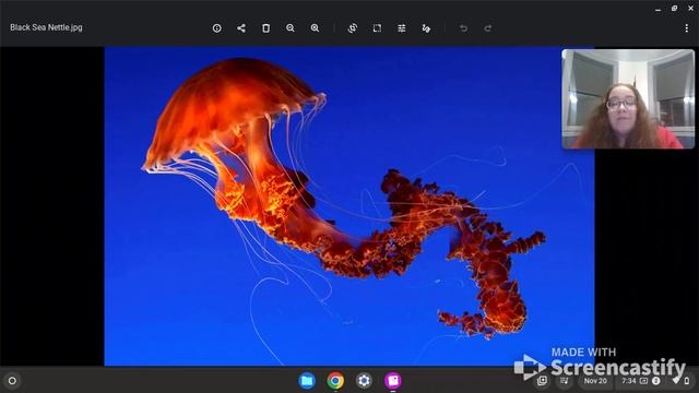 Black Sea Nettle Intro