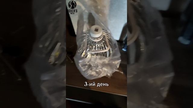 На протяжении 7 дней я пью только воду!