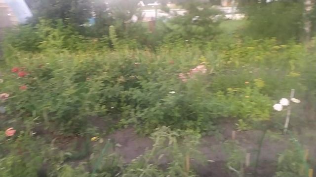 Полив огорода и готовлю картофель с тушёнкой ( 1 часть)