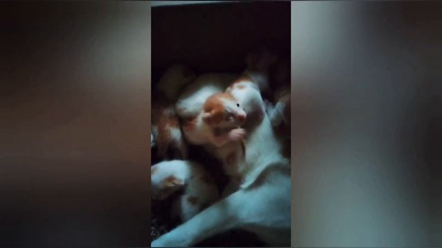 Memory indah mami Xiaomi bahagia setelah melahirkan 5 kitten #video 2021