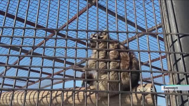 Волка и зайца выселили из барнаульского зоопарка, теперь зверинцу предстоит заплатить штраф