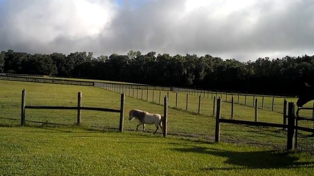 Houdini mini horse takes on the big horse