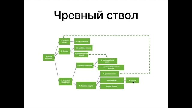 Брюшная аорта - анатомия сердечно-сосудистой системы (ССС)