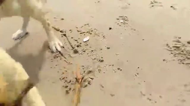 Я дома а тем временем Януа играет с палочкой на море