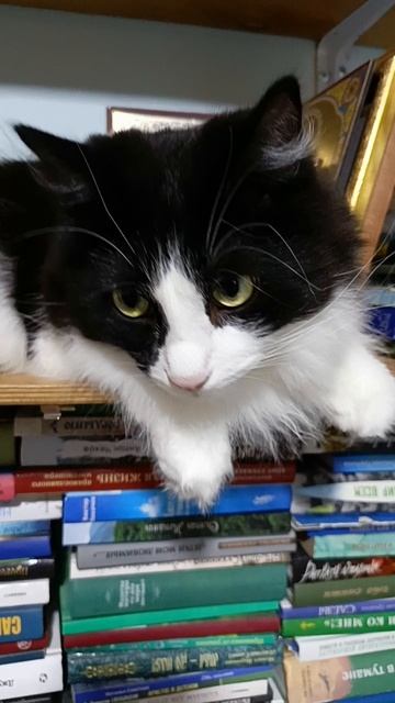 кот Василий