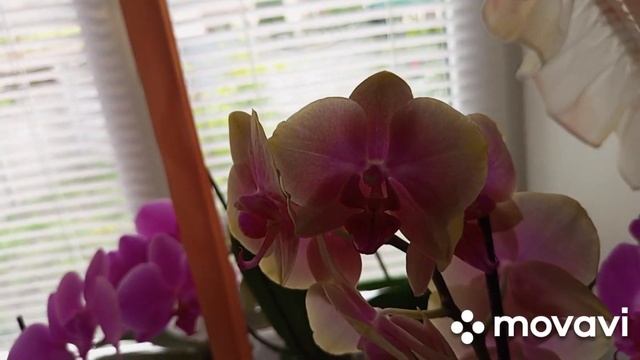 27.05.2024.ПРОДОЛЖЕНИЕ ПРЕКРАСНОГО ЦВЕТЕНИЯ МОИХ ОРХИДЕЙ!!!👍🥰🌺