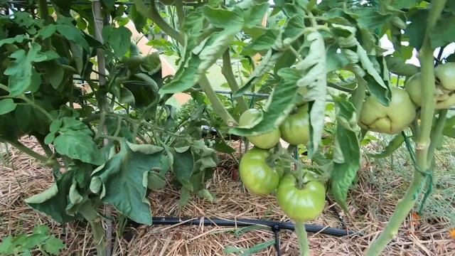 Growing Something New! (Full Garden Tour)