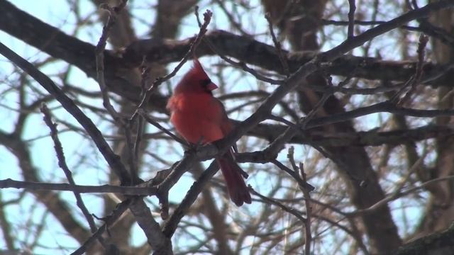 Northern Cardinal - HD Mini-Documentary