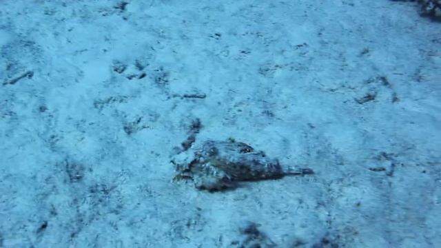 Red sea walker