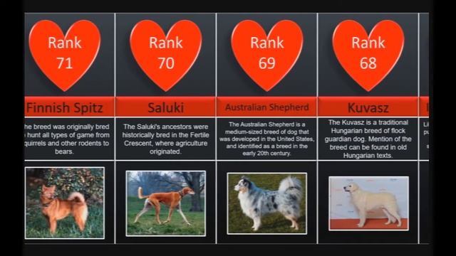 Most smart dogs - Ranking 138 breeds