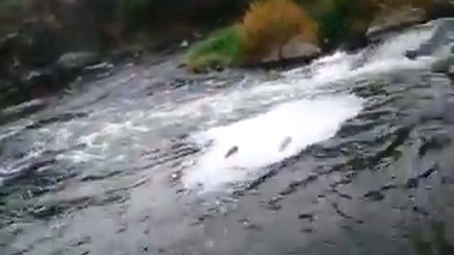 Новопетровские пороги на реке Крынка