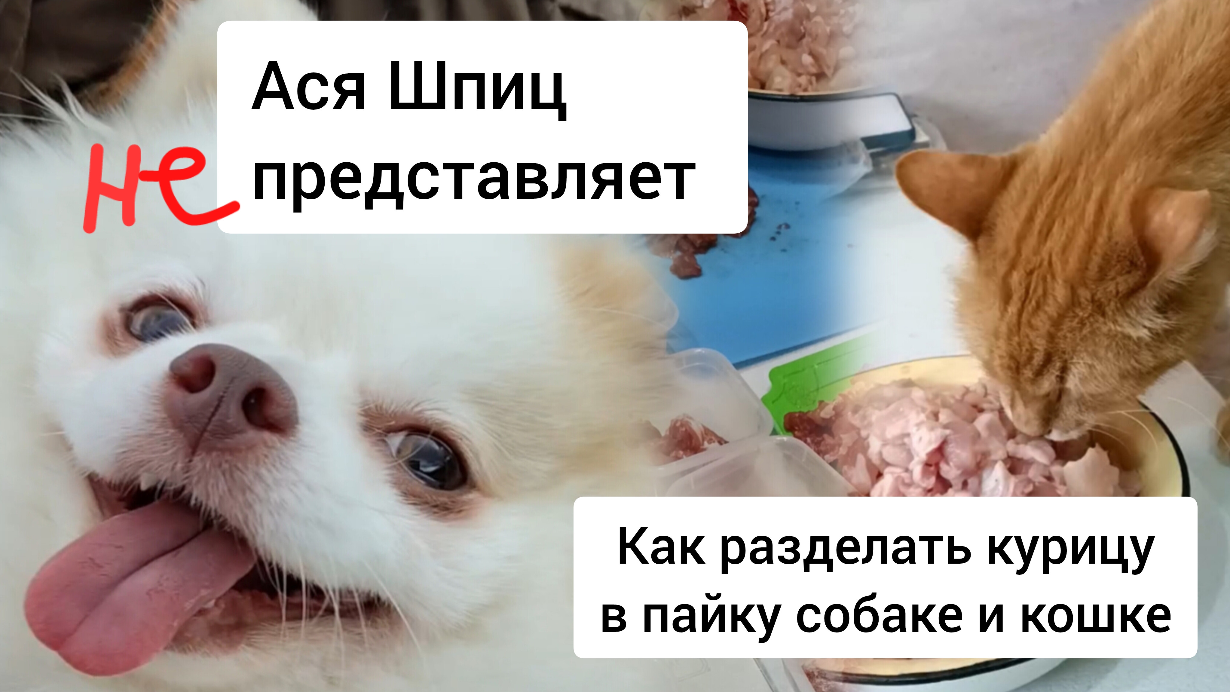 Как разделать курицу, чтоб она попала в собачью миску