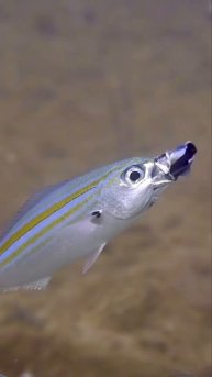 Губан -чистильщик