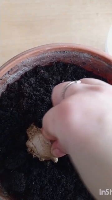 Plant ginger. part 1. #howtoplantginger #gingerathome #forhome садим имбирь