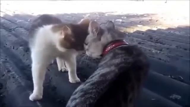 Неожиданная атака кота!