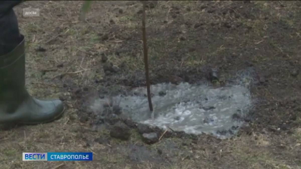 Лесные массивы в Ставрополе и вокруг будут расширяться