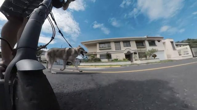 WALKING A WOLF WITH AN E-SCOOTER 🛴🐺 😱 - INSTA 360 ONE X2 TEST