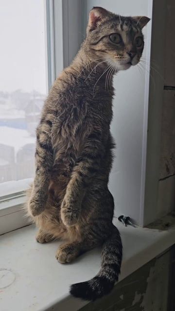 Кот завис