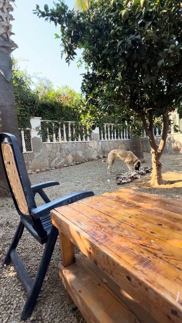 Kangal Welpen #Alanya#shorts #puppy #kangal #hunde #dog #alanya #türkei #köpek #yavru #собаки