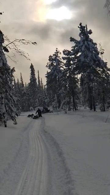 11 Зимняя тайга Снегоход Морозко мотособака