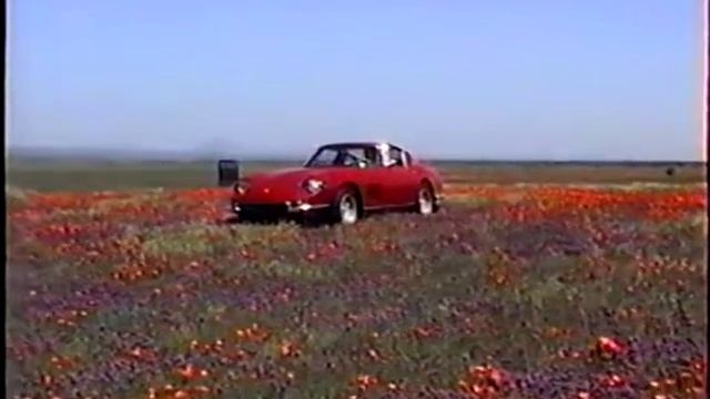 Antelope Valley Poppies with Ferrari 275 GTB/4