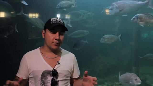 Merimbula Wharf Aquarium Review in German from Manuel by Grasshopper Travel