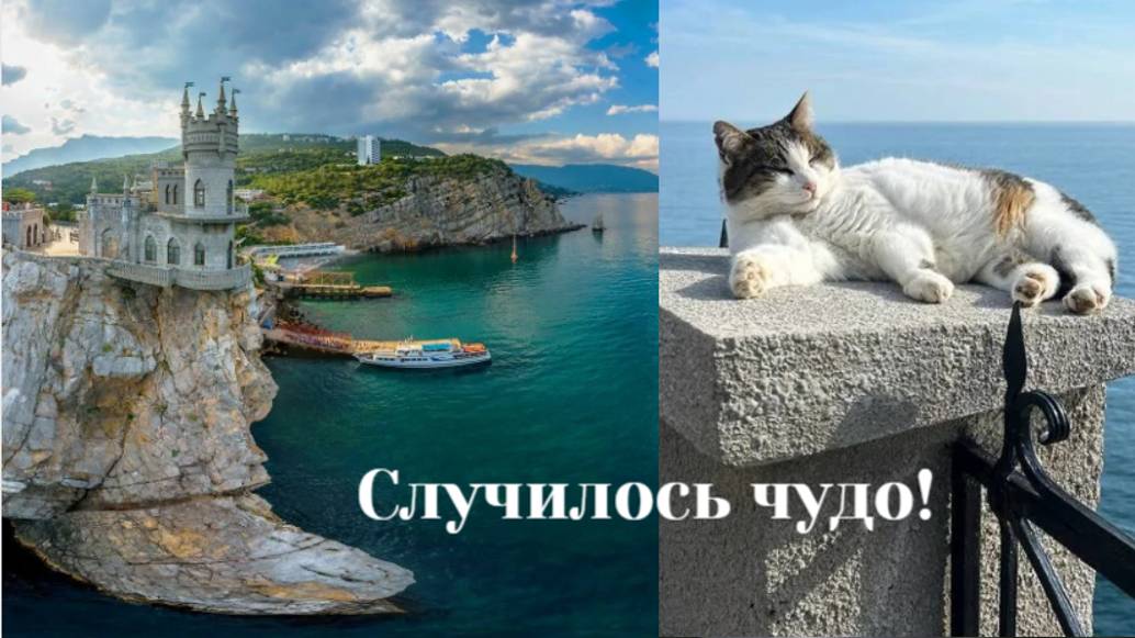 Крымская кошка Муся, сброшенная неадекватным туристом с обрыва, оказалась жива