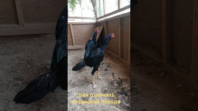 Казакистонда китайский зотлар чачишганлари ва Тозалари