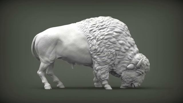 bison