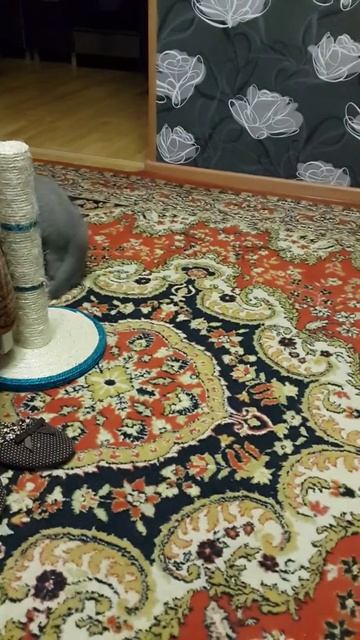 Котёнок вислоухий и кролик вислоухий)))