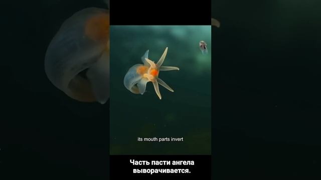 Дьявол, притворяющийся ангелом