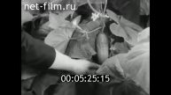 1974г. Воркута. совхоз Тепличный
