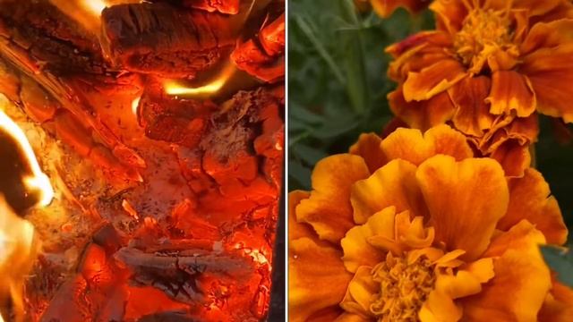 Осень  • на природе • уютное видео / звук костра •  / relaxing Fireplace sounds / bonfire