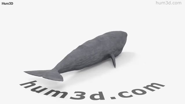 Sperm Whale 3D model by 3DModels.org
