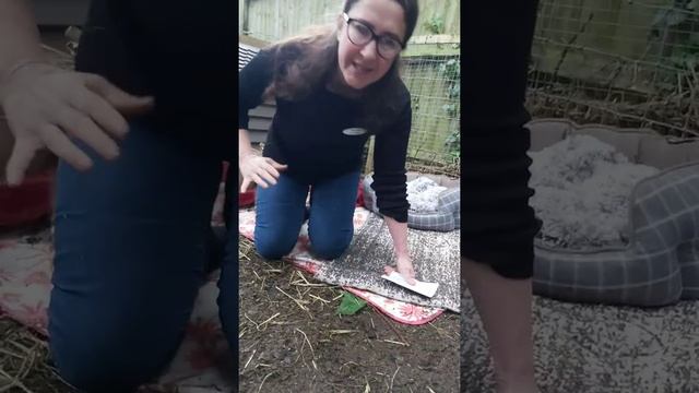 The Life of a Piglet: From Birth to Weaning. Part 3