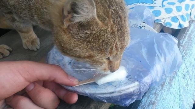 Кот ест мороженое.
