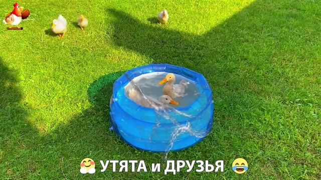 Утята с друзьями – мир нежных эмоций 🤗 эпизод (27)